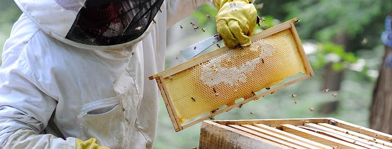 Federación Mexicana de Apicultores